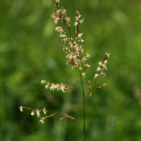 Leersia hexandra Sw.